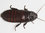 Monitor captura cucarachas + feromona